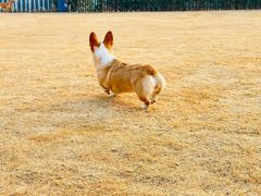 -趣玩宠物乐园寄养训犬训狗游泳池