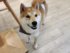 -豆柴町-柴犬主题狗咖(红鼎国际C座店)