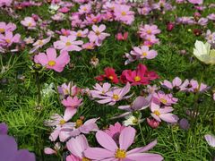 -天适樱花悠乐园