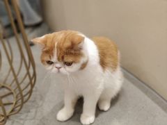 -飞行喵MR PILOT|猫舍·猫咖(静安大融城店)
