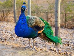 -北京麋鹿生态实验中心