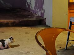 -ZING鲸鱼啤酒(葡萄院店)