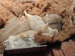 -Zoolung Zoolung动物主题公园(海信广场店)