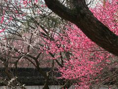 -杭州植物园