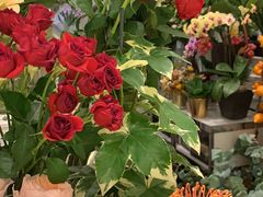 -Flannel Flowers(IFC)