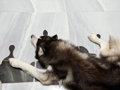 -宠福鑫康馨动物医院·骨科·眼科