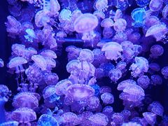 -海合安成都极地海洋公园