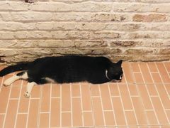 -猫咪博物馆(顶澳仔猫街店)