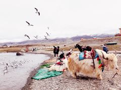 -青海湖国家重点风景名胜区