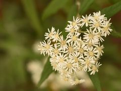 -墨尔本皇家植物园