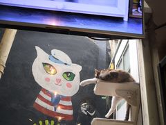 -猫咪博物馆(顶澳仔猫街店)