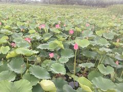 -羊亭河湿地公园