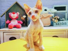 -十年猫舍·猫咪专门店(普陀店)
