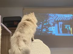 -爱洗澡的猫(望京店)