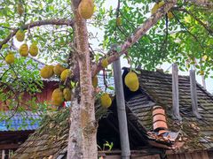 -西双版纳傣族园