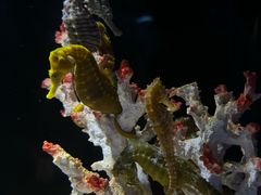 -欢乐海岸海洋奇梦馆