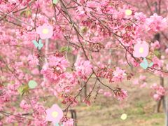 -天适樱花悠乐园