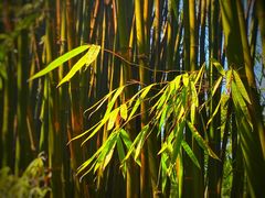 -恋羊时代黑山羊火锅(滨海大道店)