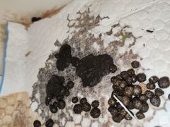 -爱侣宠医·鹦鹉专科·小型哺乳类·异宠专科(灵石路店)