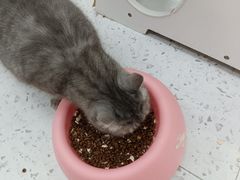 -喵园·猫主题咖啡厅·撸猫·猫咖(国贸店)