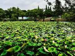 -无锡蠡湖国家湿地公园-蠡园