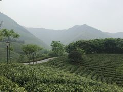 -帐篷客·溪龙茶谷度假酒店