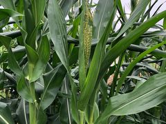 -岣嵝峰国家森林公园