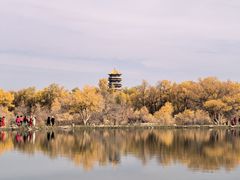 -金塔沙漠胡杨林景区