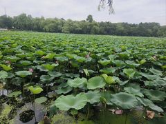 -长春市南湖公园