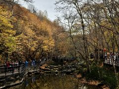 -汤旺河林海奇石景区