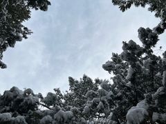 -原山国家森林公园