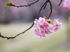-顾村公园