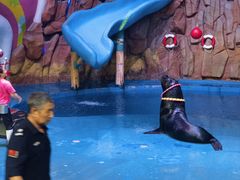 -烟台海昌鲸鲨海洋公园