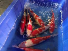 -中环花鸟鱼虫市场