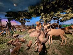 -国家自然博物馆