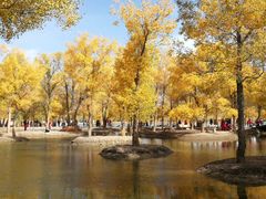 -金塔沙漠胡杨林景区