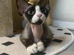 -山宅一喵德文卷毛猫舍