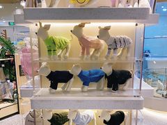 -momokira米努特·德文卷毛猫·棉花面纱犬