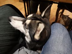 -more than meow吴止猫主题餐厅(承德 中船汇店)