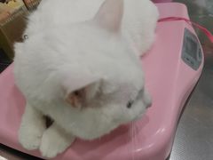 -瑞派名望志远动物医院·猫科·內科·异宠专科(直港大道店)