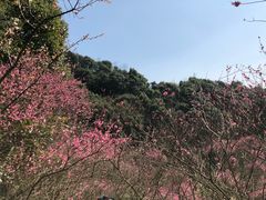 -新建村梅花