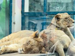 -大连森林动物园