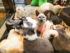 -more than meow吴止猫主题餐厅(承德 中船汇店)