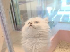 -爪爪喵星球·猫舍(前海卓越店)