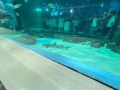 -苏州海洋馆