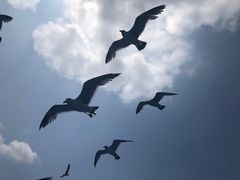-海驴岛(荣成市)