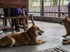 -柴犬高等学院·狗咖·柴犬售卖·宠物训练