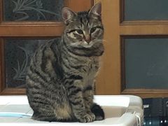 -哥老官重庆美蛙鱼头(宝山龙湖店)