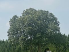 -汉长安城未央宫国家考古遗址公园