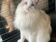 -楼上猫咖(罗湖店)